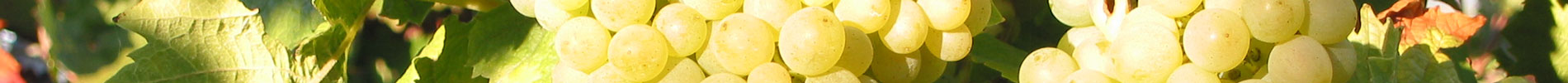 Kategorie Weißwein Kategorie Weißwein